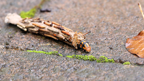Case Moth (Metura elongatus) (Metura elongatus)